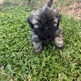 Michael - Brindle male Shih Tzu puppy in Mesa, Arizona from Wendy's Shih Tzus