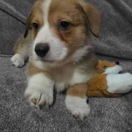 RUTLEDGE - Sable male Pembroke Welsh Corgi puppy in Pilot Rock, Oregon from L2H Corgi's