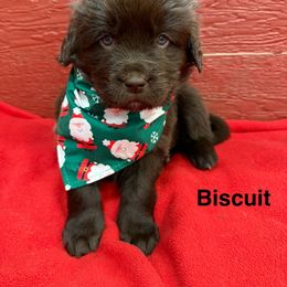 Biscuit - Brown female Newfoundland puppy in Goodhue, Minnesota from Claypits Newfoundlands