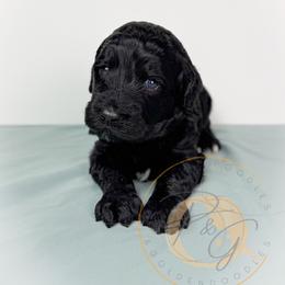 Iris (sea foam collar) - Black female Goldendoodle puppy in Murrieta, California from Apricot Poodles & Goldendoodles, LLC