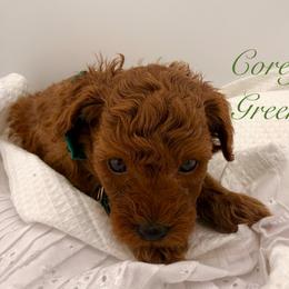 Corey Green (Boy 5) - Red  male Poodle puppy in Miami, Florida from Katy's Toy Poodles & Doodles
