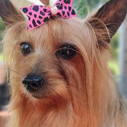 Bloodhound and Yorkshire Terrier All Grown Up from Buckingham Bloodhounds