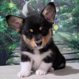 Cali - Black and tan female Pembroke Welsh Corgi puppy in Washington from Castle View Royal Rumps