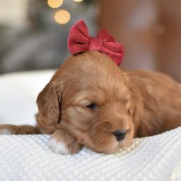 Moana - Apricot female Goldendoodle puppy in Berlin, Ohio from Doodle Babys