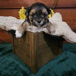 Maltese and Morkie Puppies from PBJ Farms