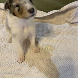 Collie Puppies from ColliesOklahoma