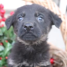 Girl 3 - female German Shepherd puppy in Newville Al, Alabama from Triple S DDR German Shepherds