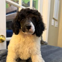 Toad - Brindle - Brindle male Poodle puppy in Huntsville, Alabama from Flint River Poodles