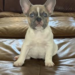French Bulldog Puppies from Fiddyment Farm Frenchies