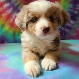 Australian Shepherd, Miniature Australian Shepherd, and Toy Australian Shepherd Puppies from Hippie Dog Haven
