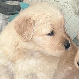 Mylee - Golden female Golden Retriever puppy in Saint Pauls, North Carolina from Copperfield’s Goldens