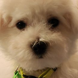 Boy 1 - Bichon Frise puppy from Barb's Bichons Bichonfrise.ws
