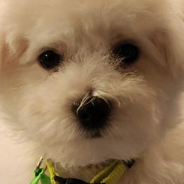 Boy 1 - Bichon Frise puppy from Barb's Bichons Bichonfrise.ws