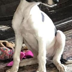 Borzoi and Silken Windhound Puppies from Gwen Little's Borzois and Silken Windhounds