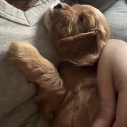 Cockapoo Puppies from Puppy Garden
