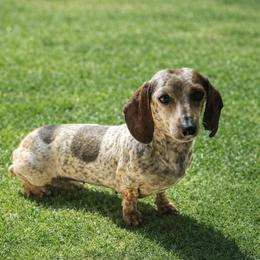 Mocha - Dachshund