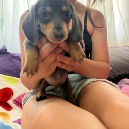 Snoop - Blue and tan male Dachshund puppy in Brooksville, Florida from Ween Acres
