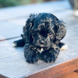 Jubilee - Black female Cavapoo puppy in Jackson, California from Oodles & Doodles