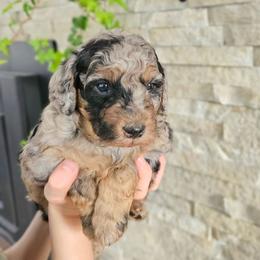 Tigris - Blue merle female Bernedoodle puppy in Marshall, Michigan from Whispering Aspen Homestead