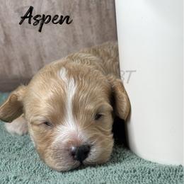 Aspen - Apricot male Cavapoo puppy in Oklahoma from Rocky Oak Cavaliers & Biewer Terriers LLC