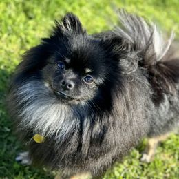 Lil Gidg - Pomeranian
