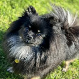 Lil Gidg - Pomeranian