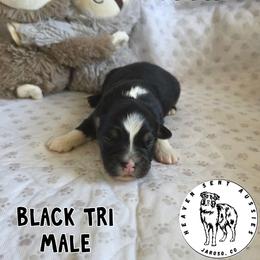 Fritz - Black tri male Miniature Australian Shepherd puppy in Jaroso, Colorado from Heaven Sent Aussies