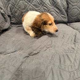 Prince charming - Piebald male Dachshund puppy in Wesley Chapel, Florida from Russell Lee Overton