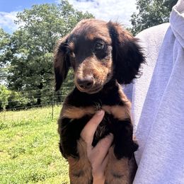Boy 3 - Chocolate male Dachshund puppy in Cabool, Missouri from Shannon Dachshunds