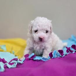 Willow (AKC) - White female Poodle puppy in Rainbow City, Alabama from Spinks Poodles