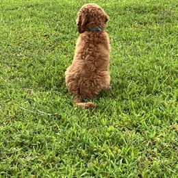 Goldendoodle Puppies from Goldendoodles Of Naples