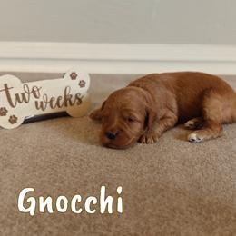 Gnocchi (Orange Collar) - Red  female Goldendoodle puppy in Guthrie, Oklahoma from Edmond Doodles, LLC