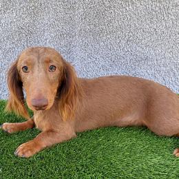 Bandit - Dachshund