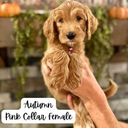 Autumn- pink collar - Apricot female Goldendoodle puppy in Taylorsville, North Carolina from Doggone Dixie Doodles