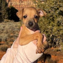 Macaroon - Fawn male Italian Greyhound puppy in Fredonia, Arizona from Black Hill Italian Greyhounds