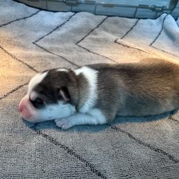 Sir Otter of Pomsky Acres - Wolf sable male Pomsky puppy in Fort Collins, Colorado from Pomsky Acres