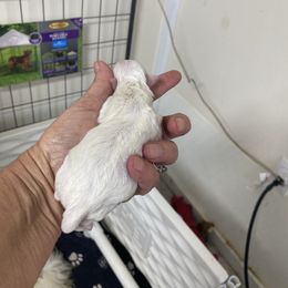 Mikey - White male Shih Tzu puppy in Reddell, Louisiana from TINYSHIHTZUFURU