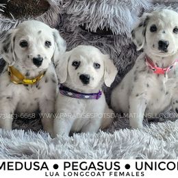 Pegasus - White and black female Dalmatian puppy in Salem, Missouri from Paradise Spots Dalmatians