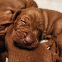 Vizsla Puppies from Countryside Vizsla's