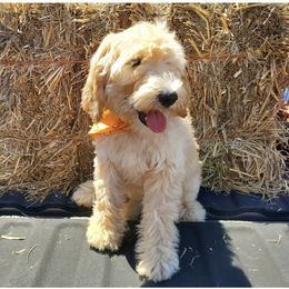 Labradoodle Puppies from Silver Acorn Doodles