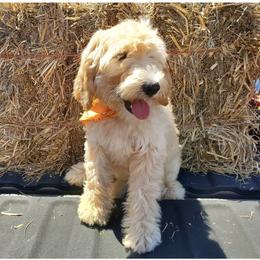 Labradoodle Puppies from Silver Acorn Doodles