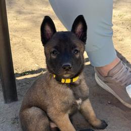 Yellow - Fawn sable male Belgian Malinois puppy in Boise, Idaho from Wings of Freedom Retrievers and Malinois