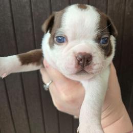 Serenity - Red female Boston Terrier puppy in Omaha, Illinois from Puppi Guppies