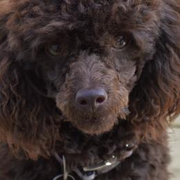 Poodles from Olive Branch Toy Poodles