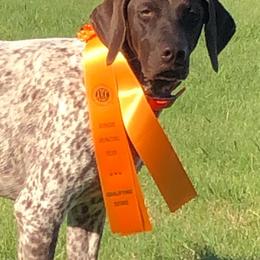 German Shorthaired Pointers from IronPoint Kennels