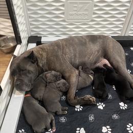 Cane Corso Puppies from Crowned Corso