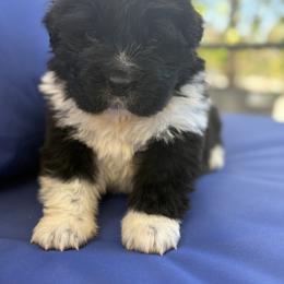 Girl 1 - Black female Newfoundland puppy in Riverside, California from Gentle Soul Newfoundlands