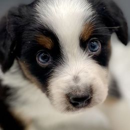Saturn - Black tri male Miniature American Shepherd puppy in Damascus, Oregon from Rebel Soul Minis