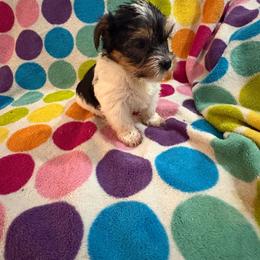 Teddy - Chocolate, tan and white male Yorkshire Terrier puppy in Redford Township, Michigan from Childress Yorkies