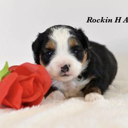BTM 1 - Black tri male Toy Australian Shepherd puppy in Russellville, Arkansas from Rockin H Aussies